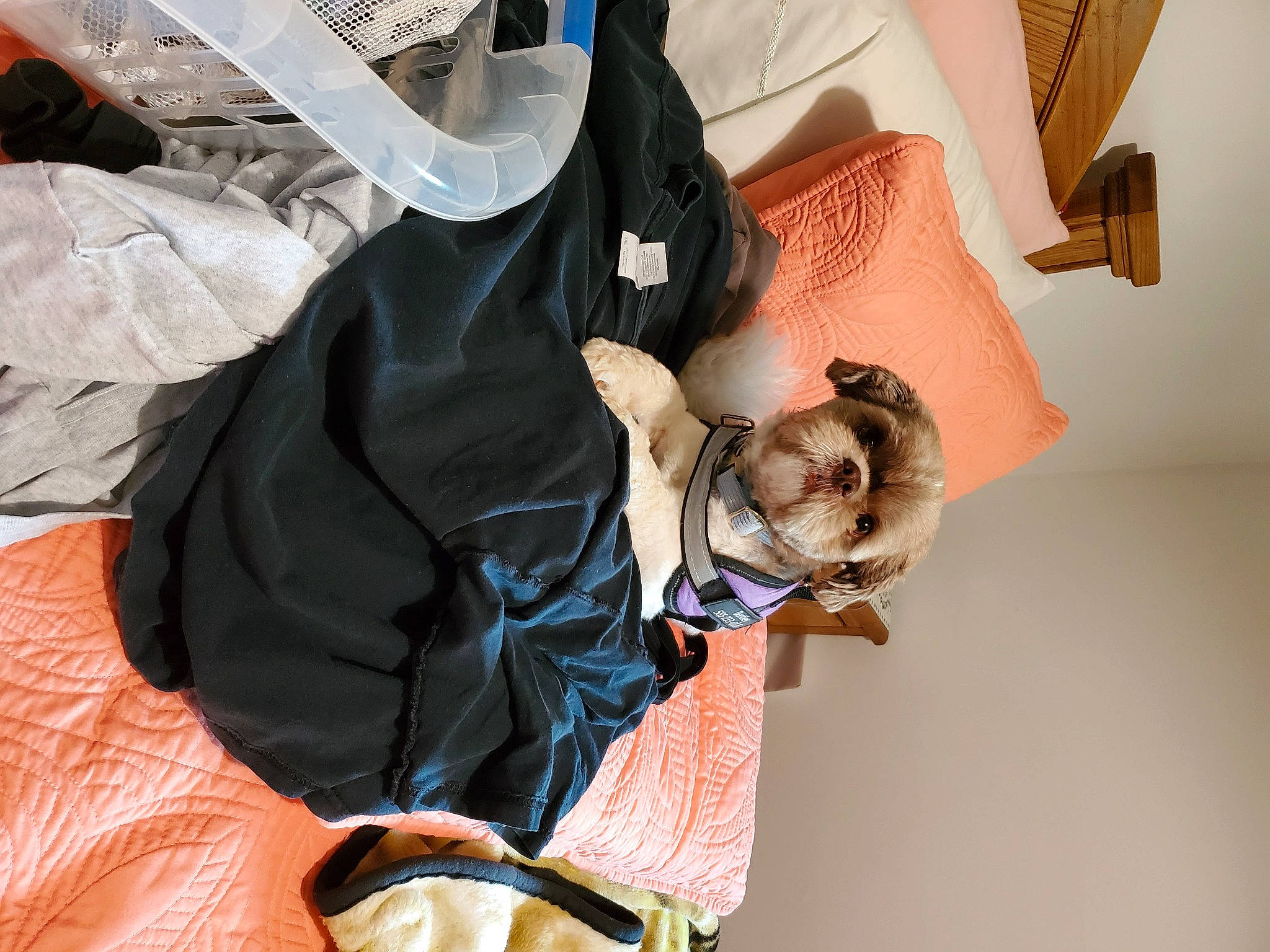 Bentley joined the competition — help win amazing prizes! comfort, dress, fashion_accessory, fashion_design, leg, room, sleeve