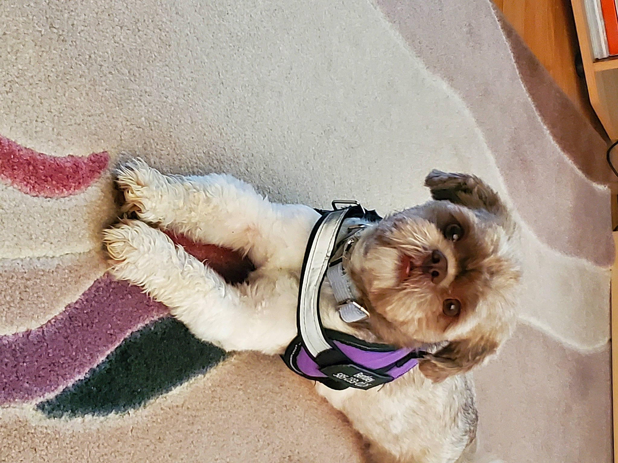 Bentley is registered to the contest to win money with this photo: carnivore, collar, companion_dog, dog, dog_breed, dog_clothes, dog_collar, dog_supply, eyewear, fawn, foot, knee, leash, pet_supply, snout, sunglasses, tail, thigh, toy_dog, working_animal