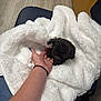 puppy, dog, blanket, white_blanket, hand, furniture, chair, floor, wood_floor, indoor, cozy, small_dog, black_dog, pet, resting, soft_texture, human_hand, nail_polish, casual, comfort