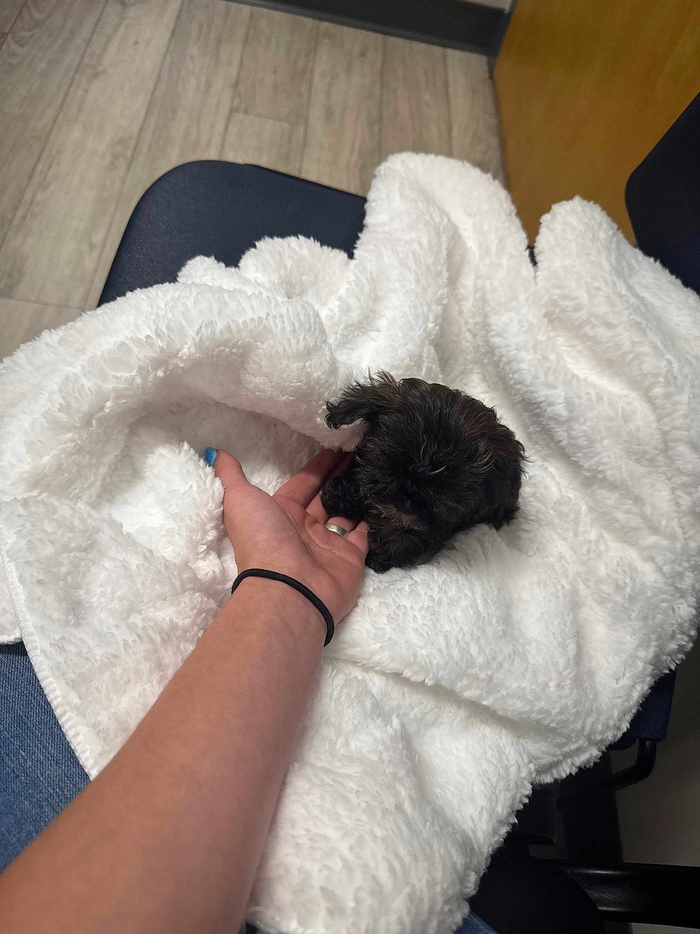 Tini is registered to the contest to win money with this photo: puppy, dog, blanket, white_blanket, hand, furniture, chair, floor, wood_floor, indoor, cozy, small_dog, black_dog, pet, resting, soft_texture, human_hand, nail_polish, casual, comfort