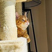 Coco The Orange is registered to the contest to win money with this photo: cat, kitten, orange_cat, tabby, pet, cat_tree, scratching_post, indoor, cozy, whiskers, paws, fur, close_up, portrait, looking_up, sunlight, home, furniture, lamp, curious
