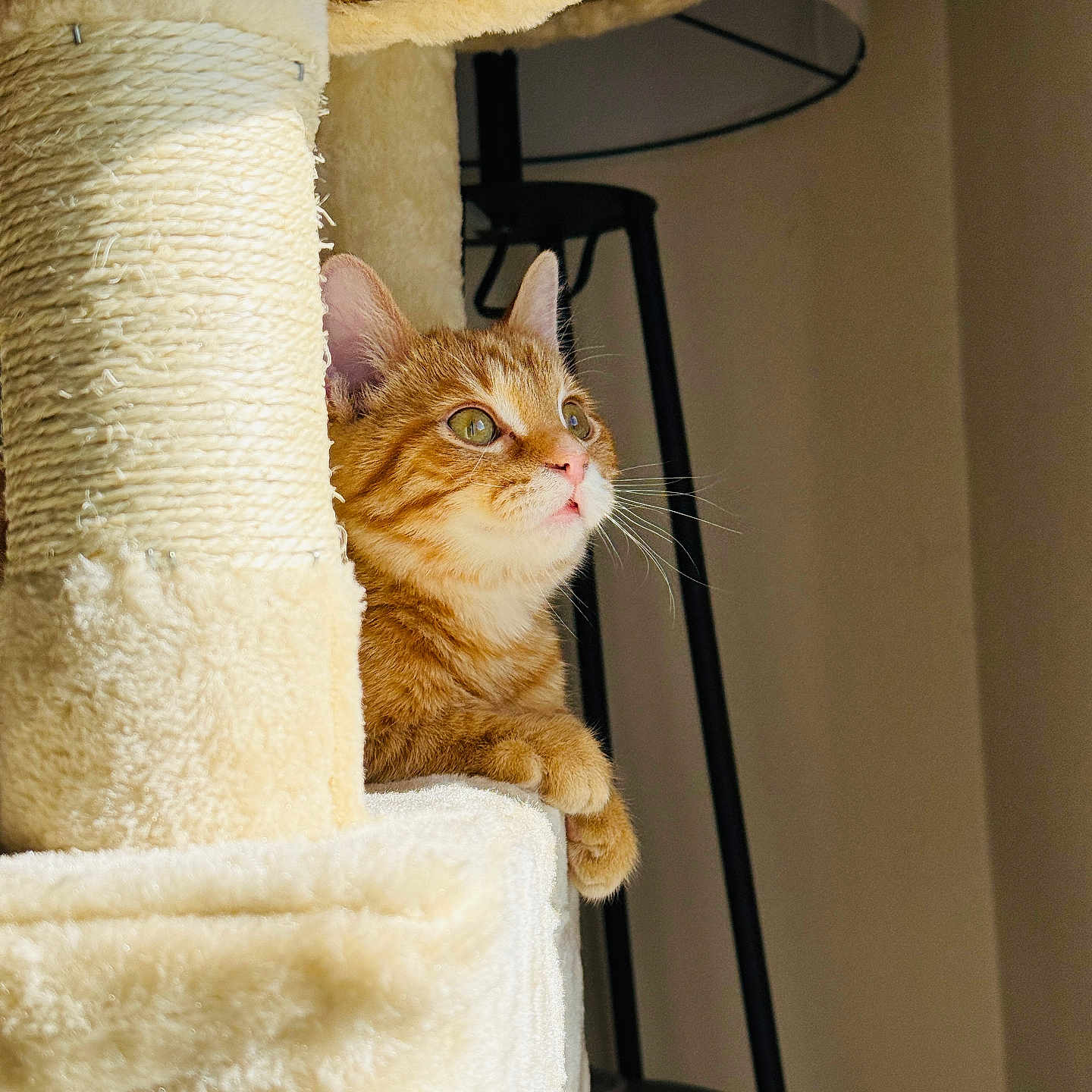 Coco The Orange is registered to the contest to win money with this photo: cat, cat_tree, close_up, cozy, curious, fur, furniture, home, indoor, kitten, lamp, looking_up, orange_cat, paws, pet, portrait, scratching_post, sunlight, tabby, whiskers