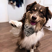 Vasco participe au concours pour gagner de l'argent avec cette photo : animal, bandana, brown, canine, companion, cute, dog, domestic, friendly, fur, happy, indoors, mammal, paw, pet, playful, portrait, smiling, white, wooden_floor