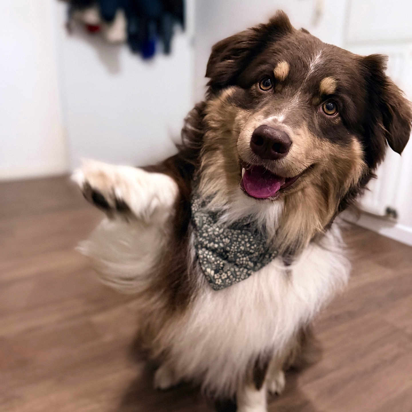 Vasco participe au concours pour gagner de l'argent avec cette photo : animal, bandana, brown, canine, companion, cute, dog, domestic, friendly, fur, happy, indoors, mammal, paw, pet, playful, portrait, smiling, white, wooden_floor