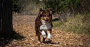 Vasco participe au concours pour gagner de l'argent avec cette photo : animal, brown_dog, canine, daytime, dog, energetic, forest, greenery, happy, motion, nature, outdoor, path, pet, playful, running, sunlight, white_fur, wildlife, woodchips
