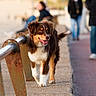 Vasco participe au concours pour gagner de l'argent avec cette photo : animal, blurred_people, brown_fur, canine, casual, daylight, dog, friendly, happy, leisure, outdoor, pavement, pet, promenade, rusty_railings, sidewalk, tongue_out, urban, walking, white_fur