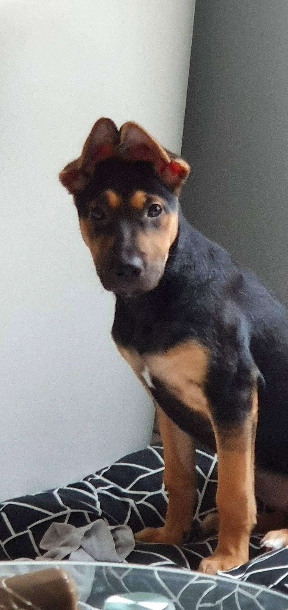 Doly a rejoint le concours — aidez-le/la à gagner de superbes lots ! black_and_tan_terrier, canidae, carnivore, companion_dog, dog, dog_breed, ear, fawn, german_pinscher, german_shepherd_dog, mammal, miniature_pinscher, puppy, rare_breed_dog, snout, vertebrate