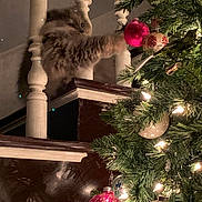 Maggie joined the competition — help win amazing prizes! cat, fluffy, paw, christmas_tree, ornament, bauble, lights, holiday, decorations, staircase, banister, wood, indoor, festive, celebration, pet, feline, curious, home, night