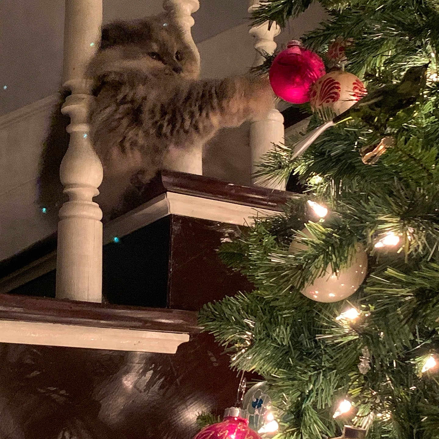 Maggie joined the competition — help win amazing prizes! cat, fluffy, paw, christmas_tree, ornament, bauble, lights, holiday, decorations, staircase, banister, wood, indoor, festive, celebration, pet, feline, curious, home, night