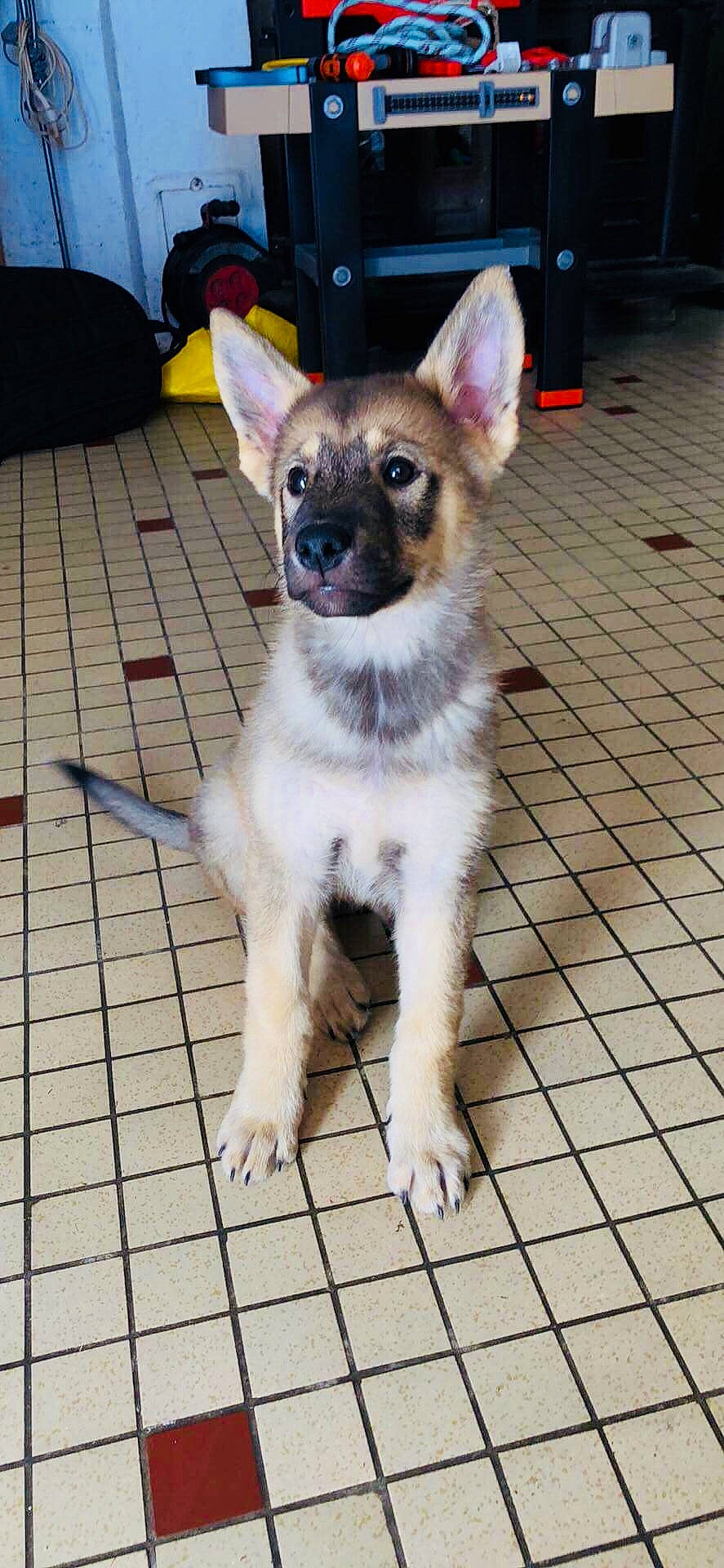 Holga a rejoint le concours — aidez-le/la à gagner de superbes lots ! ancient_dog_breeds, canidae, carnivore, companion_dog, dog, dog_breed, ear, fawn, mammal, norwegian_lundehund, puppy, rare_breed_dog, snout, vertebrate, whiskers, wolfdog