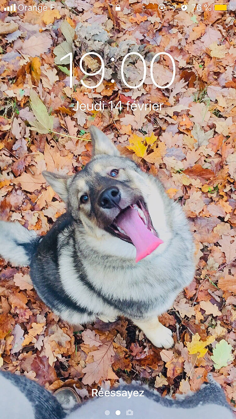 Holga participe au concours pour gagner de l'argent avec cette photo : akita, autumn, canidae, carnivore, dog, dog_breed, fawn, leaf, mammal, norwegian_elkhound, pembroke_welsh_corgi, siberian_husky, swedish_vallhund