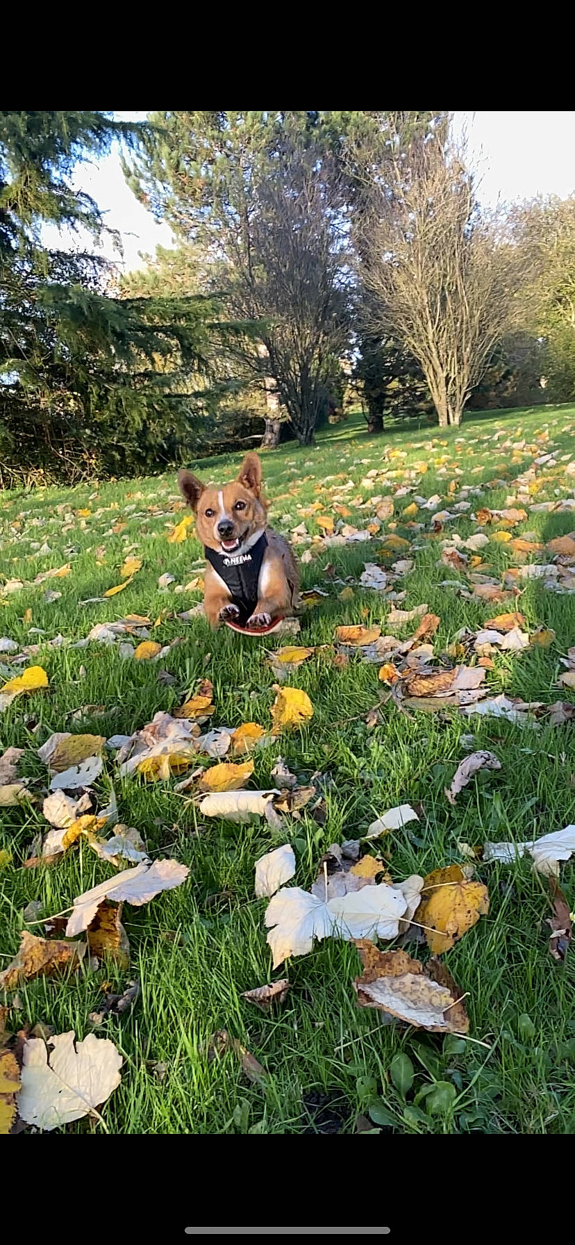 Michou participe au concours pour gagner de l'argent avec cette photo : botany, carnivore, deciduous, dog, fawn, grass, grass_family, groundcover, landscape, lawn, leaf, meadow, natural_landscape, nature, people_in_nature, plant, shrub, terrestrial_plant, tree, vegetation