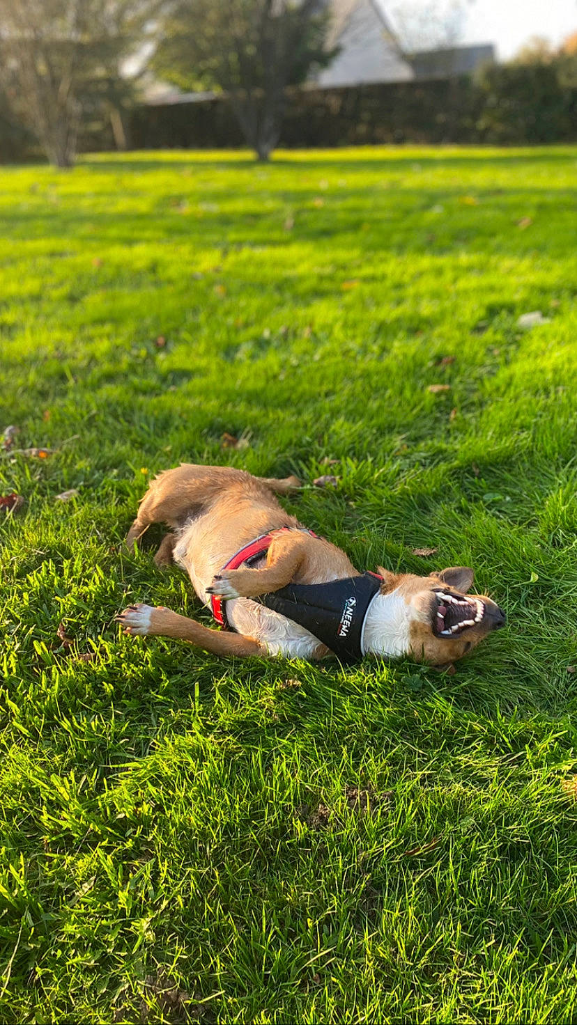 Michou a rejoint le concours — aidez-le/la à gagner de superbes lots ! _geese_and_swans, companion_dog, dog_breed, ducks, fawn, field, grass, grassland, happy, human_leg, landscape, lawn, leisure, livestock, meadow, pasture, people_in_nature, plant, prairie, rural_area
