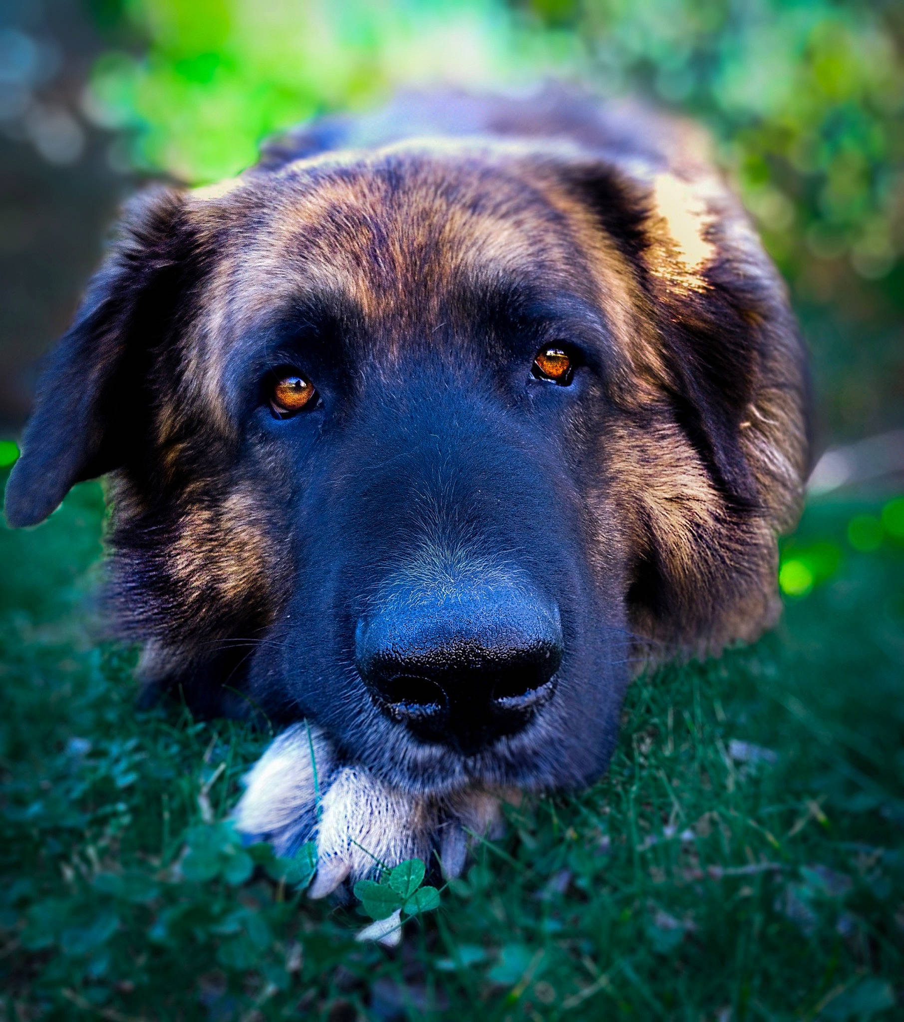 Balto a rejoint le concours — aidez-le/la à gagner de superbes lots ! canidae, carnivore, dog, dog_breed, estrela_mountain_dog, eye, fawn, grass, leonberger, mammal, nose, rafeiro_do_alentejo, rare_breed_dog, snout, sporting_group, vertebrate, working_dog