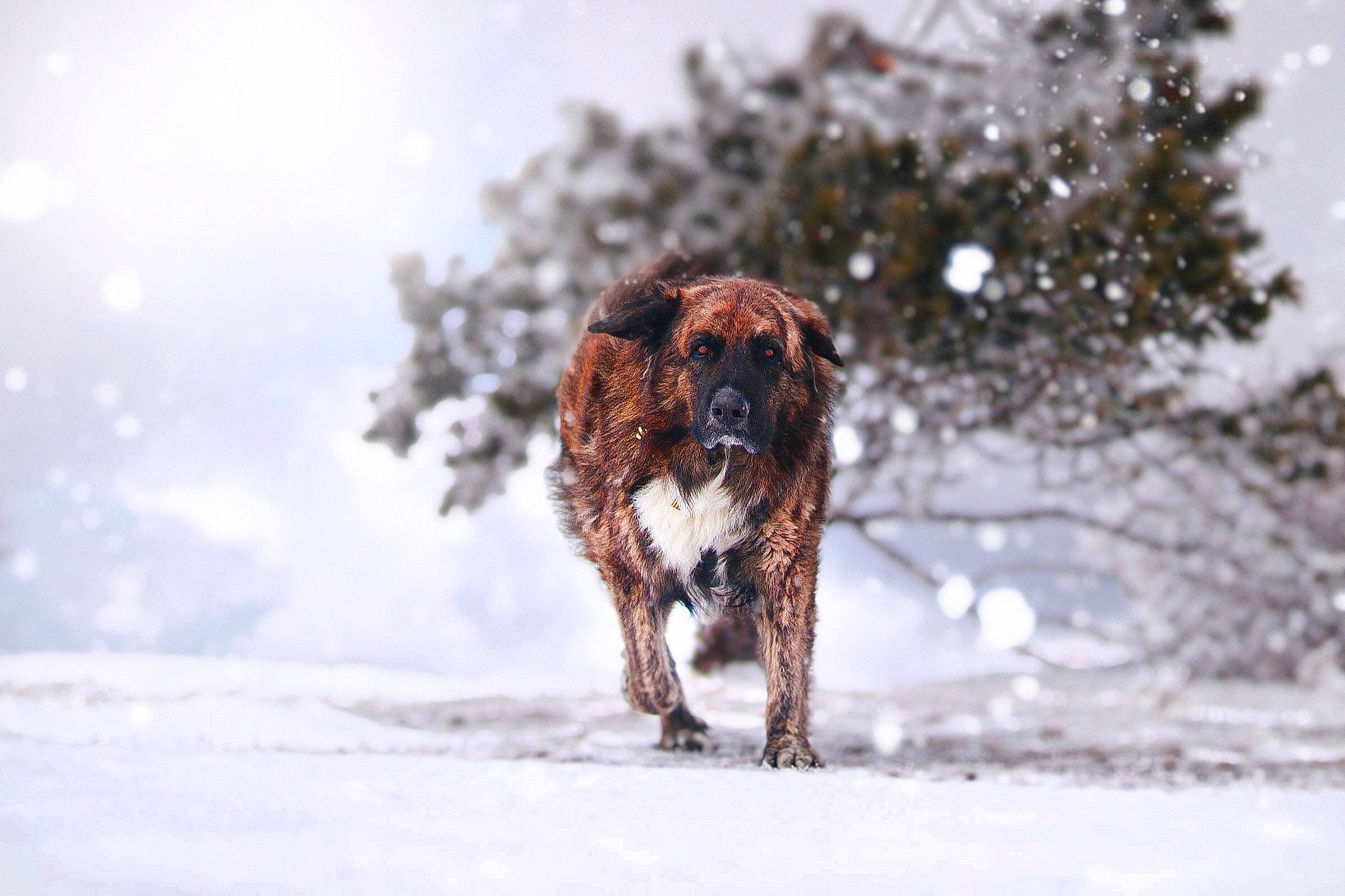 Balto participe au concours pour gagner de l'argent avec cette photo : borzoi, canidae, carnivore, dog, dog_breed, hound, hunting_dog, irish_setter, mammal, setter, snow, sporting_group, vertebrate, winter
