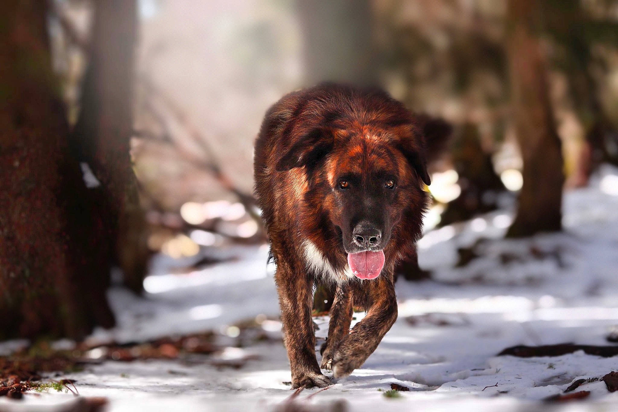 Balto a rejoint le concours — aidez-le/la à gagner de superbes lots ! canidae, carnivore, dog, dog_breed, leonberger, mammal, sporting_group, vertebrate