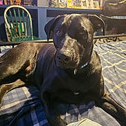 Thor is registered to the contest to win money with this photo: dog, black_dog, pet, canine, sitting, bed, bedroom, plaid_blanket, collar, indoors, portrait, closeup, looking_at_camera, brown_eyes, floppy_ears, short_fur, domestic_animal, cozy, furniture, home_decor