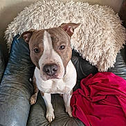 Isko a rejoint le concours — aidez-le/la à gagner de superbes lots ! animal, blanket, brown_and_white, canine, cozy, cute, dog, domestic_animal, ears, fluffy_throw, furniture, indoor, leather_chair, looking_up, nose, paw, pet, pit_bull, red_blanket, sitting