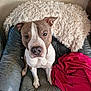 animal, blanket, brown_and_white, canine, cozy, cute, dog, domestic_animal, ears, fluffy_throw, furniture, indoor, leather_chair, looking_up, nose, paw, pet, pit_bull, red_blanket, sitting