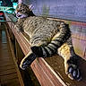 cat, tabby, animal, pet, night, wood, railing, outdoor, fur, tail, paw, striped, looking_back, relaxed, playful, closeup, expression, horizontal, texture, feline