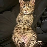 Moki is registered to the contest to win money with this photo: kitten, tabby, cat, pet, animal, feline, cute, wide_eyes, lying_down, paws, fur, whiskers, black_background, young, playful, alert, indoor, resting, close_up, portrait