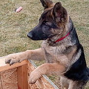 Ozzy is registered to the contest to win money with this photo: german_shepherd, puppy, dog, outdoor, grass, wooden_structure, pet, animal, collar, young_dog, canine, fur, ears, snout, playing, yard, nature, curious, standing, side_view