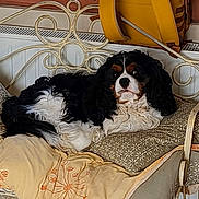 Uno a rejoint le concours — aidez-le/la à gagner de superbes lots ! black_and_white, blanket, canine, comfort, couch, cozy, curly_fur, decor, dog, domestic_animal, furniture, home, indoor, laying, patterned, pet, pillow, relaxed, resting, vintage_style