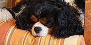 Uno a rejoint le concours — aidez-le/la à gagner de superbes lots ! black_fur, brown_fur, cavalier_king_charles_spaniel, chair, close_up, cozy, curly_fur, cushion, dog, domestic_animal, furniture, home, indoor, pet, relaxation, resting, sleeping, striped, white_fur, wooden_furniture