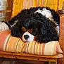 black_fur, brown_fur, cavalier_king_charles_spaniel, chair, close_up, cozy, curly_fur, cushion, dog, domestic_animal, furniture, home, indoor, pet, relaxation, resting, sleeping, striped, white_fur, wooden_furniture
