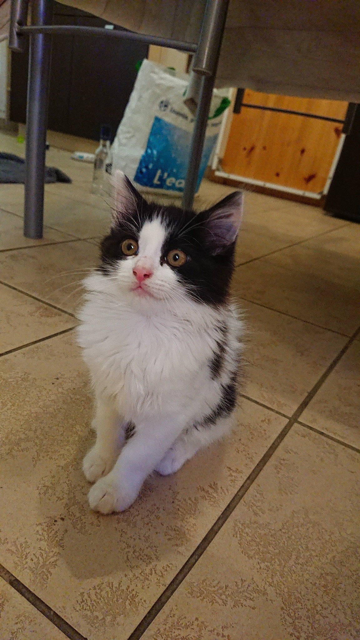 Nougat a rejoint le concours — aidez-le/la à gagner de superbes lots ! aegean_cat, carnivore, cat, domestic_long_haired_cat, domestic_short_haired_cat, european_shorthair, felidae, fur, kitten, mammal, norwegian_forest_cat, ojos_azules, polydactyl_cat, ragamuffin, small_to_medium_sized_cats, snapshot, tail, turkish_angora, turkish_van, whiskers