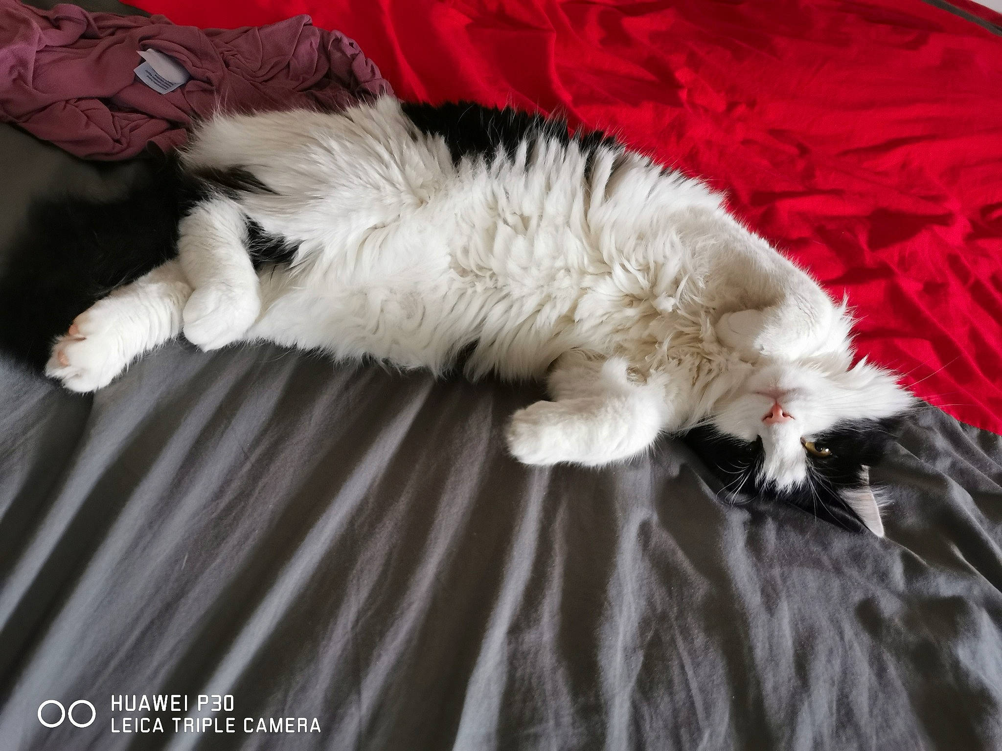 Nougat a rejoint le concours — aidez-le/la à gagner de superbes lots ! american_curl, british_longhair, carnivore, cat, claw, domestic_long_haired_cat, felidae, fur, norwegian_forest_cat, paw, persian, ragamuffin, ragdoll, selkirk_rex, small_to_medium_sized_cats, tail, whiskers