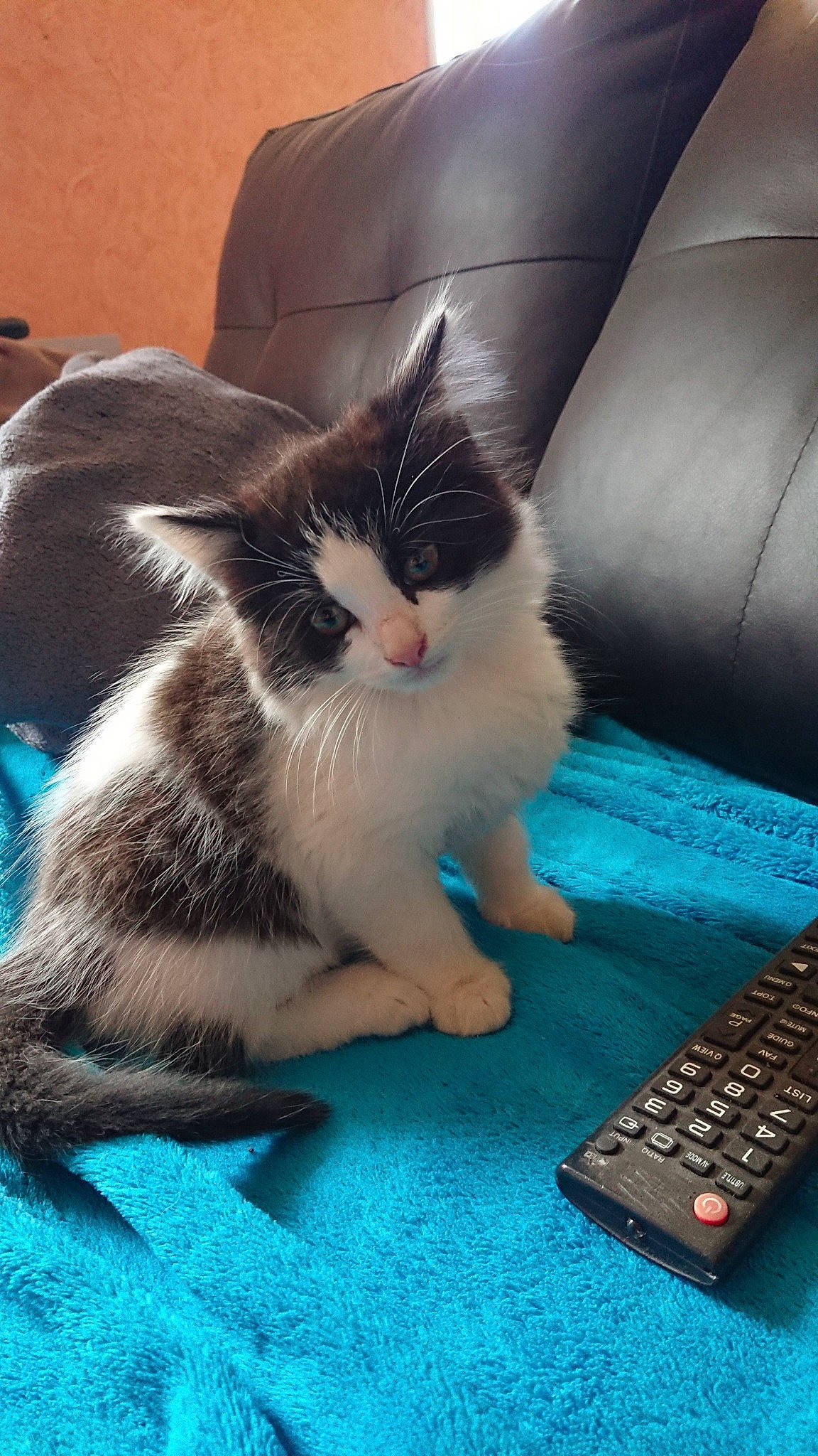 Nougat participe au concours pour gagner de l'argent avec cette photo : asian, carnivore, cat, claw, domestic_long_haired_cat, domestic_short_haired_cat, electronic_device, felidae, kitten, mammal, norwegian_forest_cat, ojos_azules, ragamuffin, small_to_medium_sized_cats, technology, vertebrate, whiskers