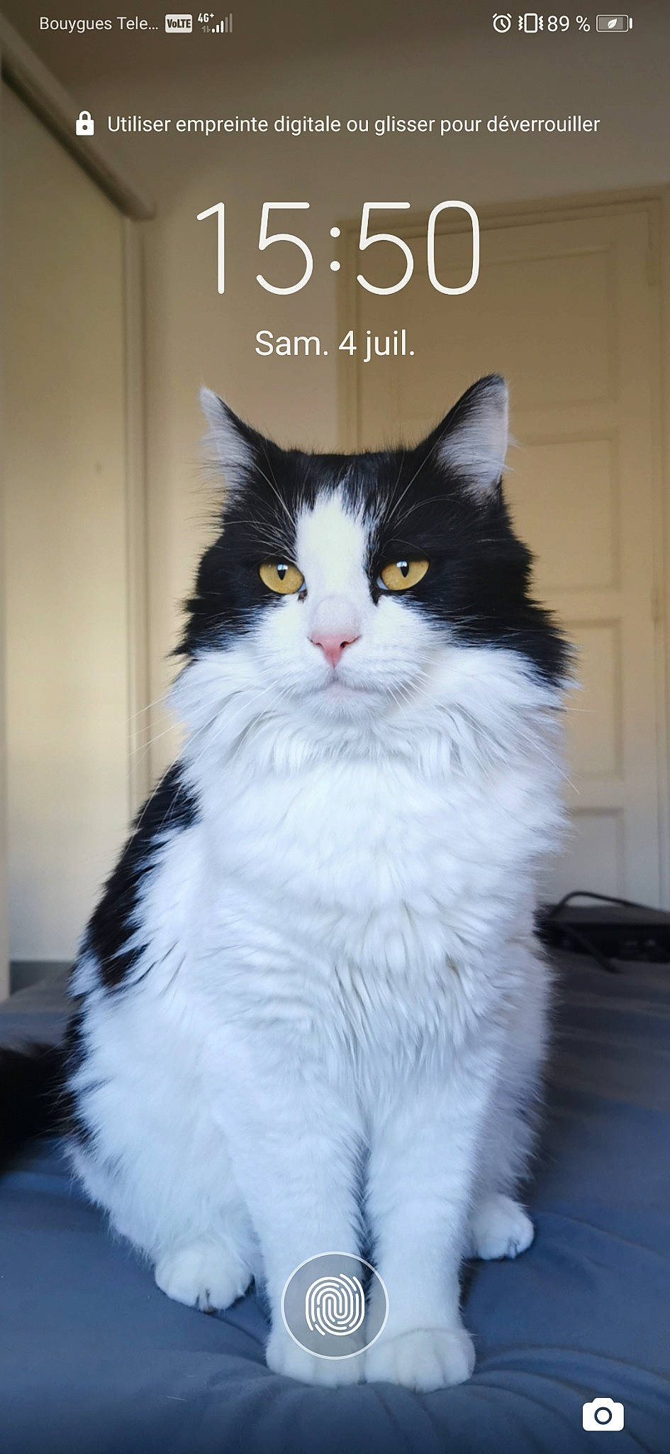 Nougat participe au concours pour gagner de l'argent avec cette photo : asian_semi_longhair, black_and_white, british_longhair, british_semi_longhair, carnivore, cat, cymric, domestic_long_haired_cat, felidae, maine_coon, mammal, napoleon_cat, norwegian_forest_cat, persian, photo_caption, ragamuffin, siberian, small_to_medium_sized_cats, vertebrate, whiskers