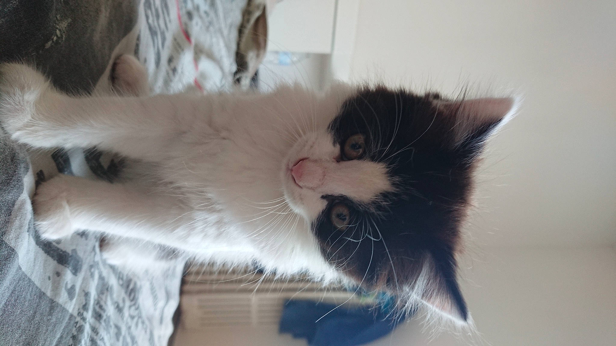 Nougat participe au concours pour gagner de l'argent avec cette photo : carnivore, cat, domestic_long_haired_cat, felidae, fur, kitten, norwegian_forest_cat, polydactyl_cat, small_to_medium_sized_cats, tail, whiskers