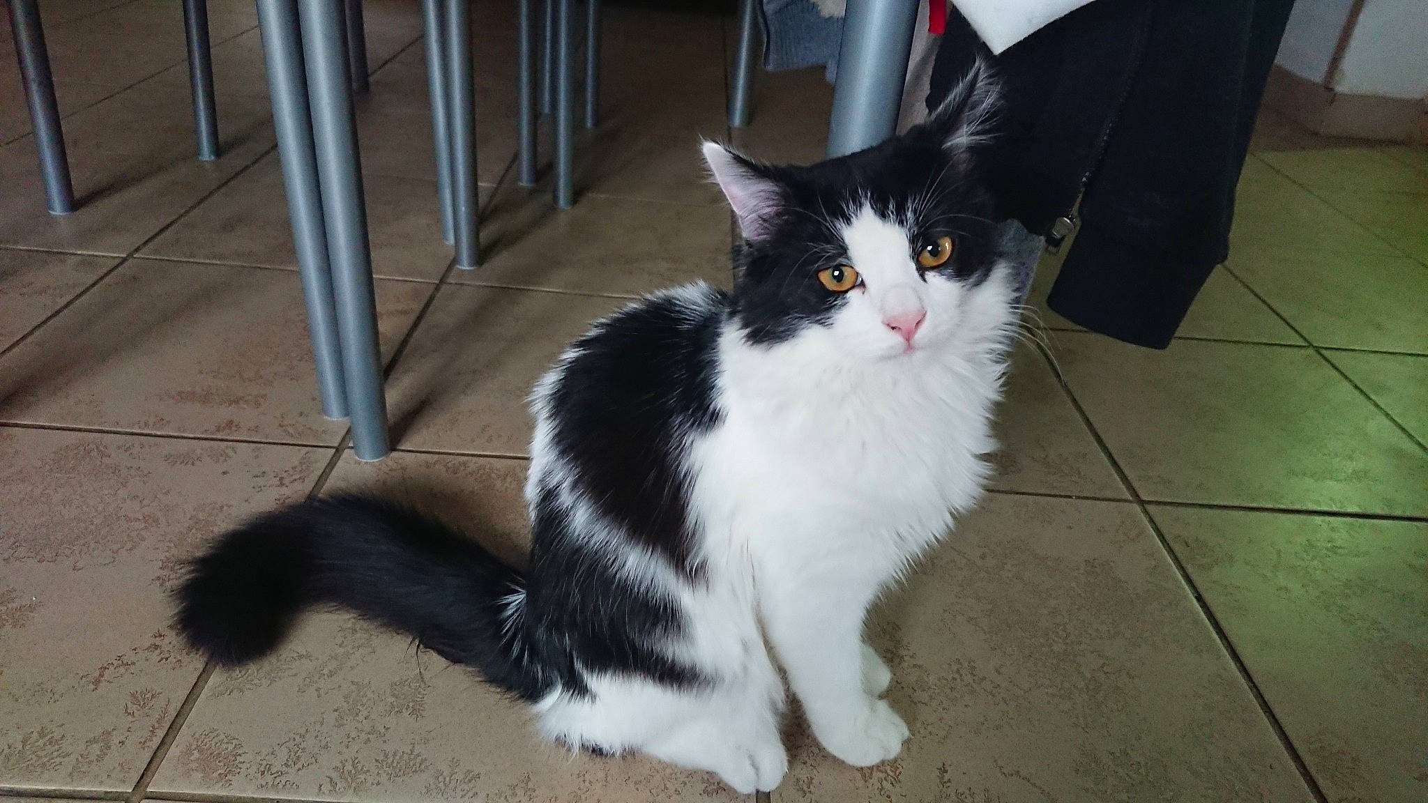 Nougat a rejoint le concours — aidez-le/la à gagner de superbes lots ! aegean_cat, american_wirehair, black_and_white, carnivore, cat, cymric, domestic_long_haired_cat, domestic_short_haired_cat, european_shorthair, felidae, fur, kitten, mammal, norwegian_forest_cat, polydactyl_cat, small_to_medium_sized_cats, tail, vertebrate, whiskers