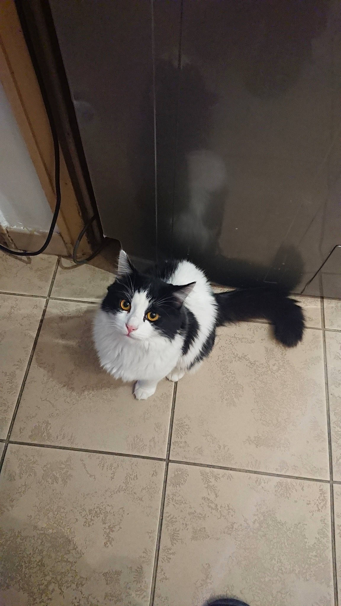 Nougat participe au concours pour gagner de l'argent avec cette photo : carnivore, cat, cymric, domestic_long_haired_cat, domestic_short_haired_cat, felidae, floor, fur, kitten, mammal, norwegian_forest_cat, persian, small_to_medium_sized_cats, tail, whiskers