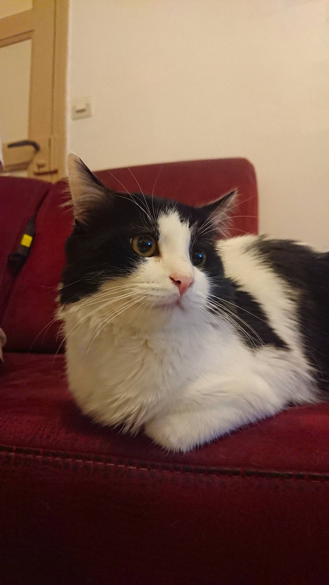 Nougat a rejoint le concours — aidez-le/la à gagner de superbes lots ! carnivore, cat, domestic_short_haired_cat, felidae, fur, kitten, mammal, small_to_medium_sized_cats, whiskers