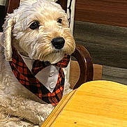 Charlie joined the competition — help win amazing prizes! animal, bow_tie, chair, collar, companionship, cute, dog, domestic_animal, fur, furry, home_interior, indoor, looking_away, pet, plush, portrait, seated, table, waiting, wooden_table