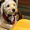 animal, bow_tie, chair, collar, companionship, cute, dog, domestic_animal, fur, furry, home_interior, indoor, looking_away, pet, plush, portrait, seated, table, waiting, wooden_table