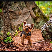 Bruno is registered to the contest to win money with this photo: dog, yorkshire_terrier, forest, trail, tree, rock, leaves, earth, outdoor, nature, small_dog, happy, tongue_out, ears_up, fur, animal, walking, pet, canine, daylight