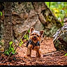 dog, yorkshire_terrier, forest, trail, tree, rock, leaves, earth, outdoor, nature, small_dog, happy, tongue_out, ears_up, fur, animal, walking, pet, canine, daylight