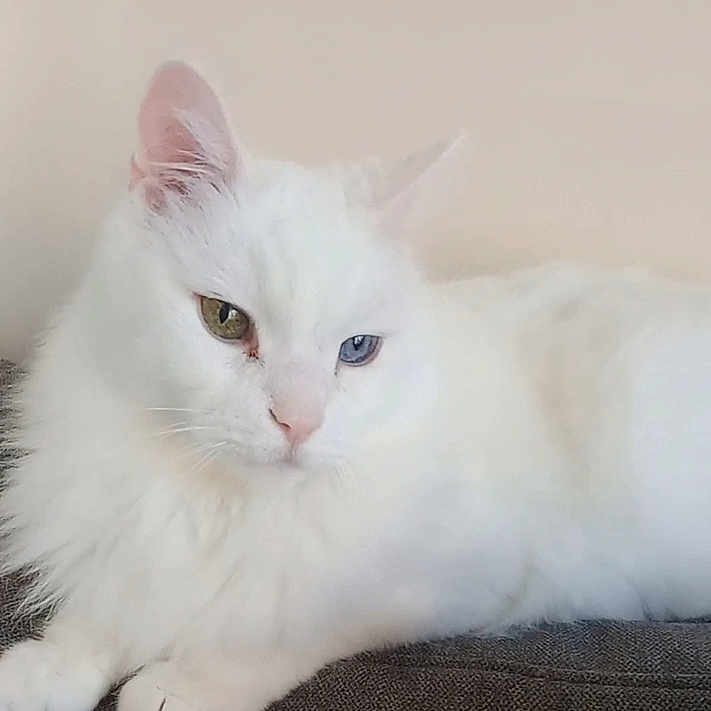 Yuki participe au concours pour gagner de l'argent avec cette photo : angora, animal, cat, kitten, manx, pet, siamese, white