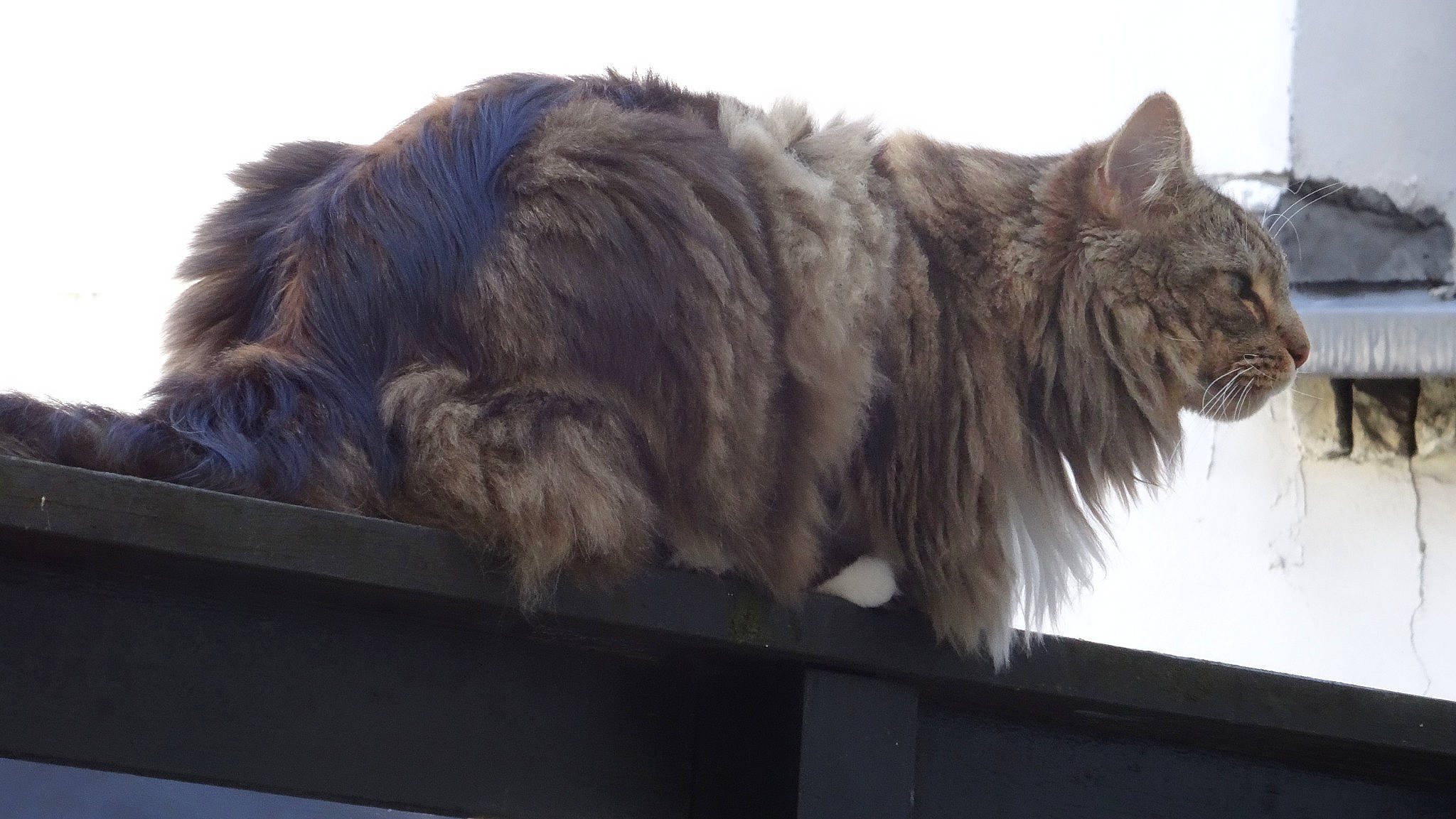 Lilith participe au concours pour gagner de l'argent avec cette photo : british_longhair, british_semi_longhair, carnivore, cat, domestic_long_haired_cat, fawn, felidae, fur, small_to_medium_sized_cats, snout, terrestrial_animal, whiskers