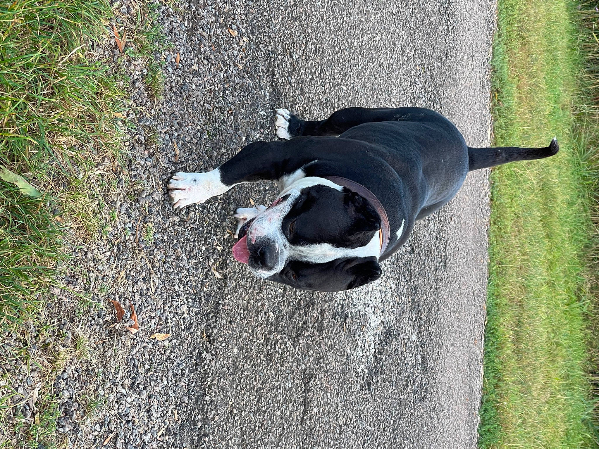 Mozart participe au concours pour gagner de l'argent avec cette photo : asphalt, auto_part, automotive_tire, carmine, carnivore, companion_dog, concrete, dog, dog_breed, dog_supply, grass, pet_supply, road_surface, shadow, sidewalk, snout, sporting_group, tail, tar, tints_and_shades