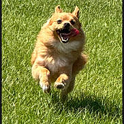 Kippers joined the competition — help win amazing prizes! dog, running, jumping, grass, outdoor, park, lawn, animal, pet, canine, happy, smiling, tongue, ears, fur, brown_dog, motion, sunlight, shadow, action_photo