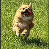 dog, running, jumping, grass, outdoor, park, lawn, animal, pet, canine, happy, smiling, tongue, ears, fur, brown_dog, motion, sunlight, shadow, action_photo