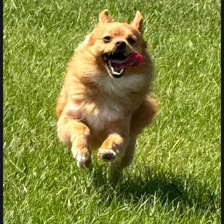 Kippers joined the competition — help win amazing prizes! dog, running, jumping, grass, outdoor, park, lawn, animal, pet, canine, happy, smiling, tongue, ears, fur, brown_dog, motion, sunlight, shadow, action_photo