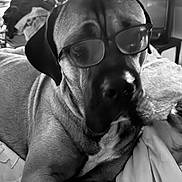 Scooby is registered to the contest to win money with this photo: animal, bed, black_and_white, blanket, cozy, dog, ear, face, frame, furniture, glasses, indoor, large_dog, living_room, nose, pet, portrait, relaxed, resting, soft_light
