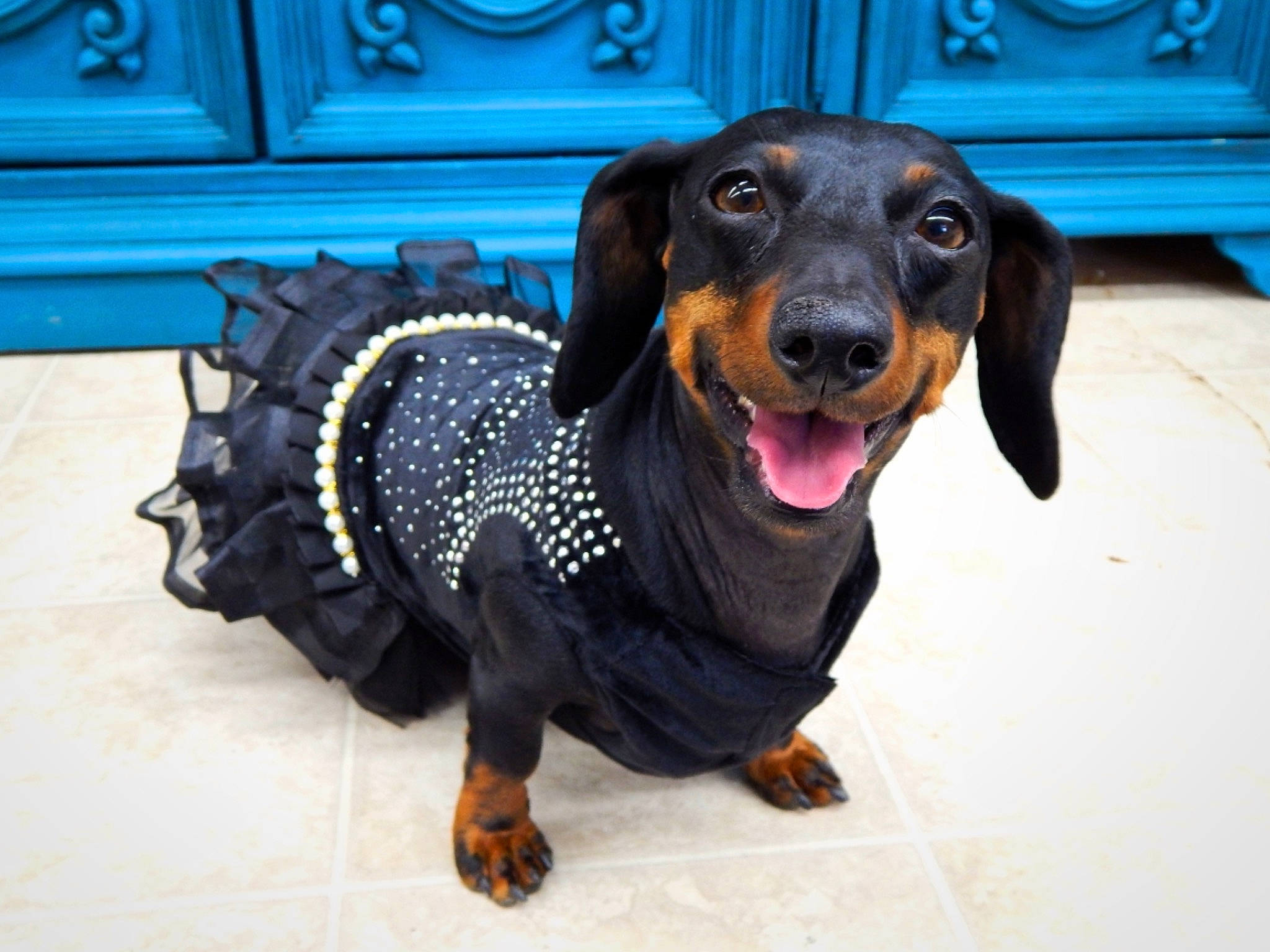 Button joined the competition — help win amazing prizes! blue, canidae, carnivore, companion_dog, dachshund, dog, dog_breed, dog_supply, electric_blue, fur, guard_dog, hound, liver, scent_hound, snout, sporting_group, toy_dog, whiskers, working_animal, working_dog