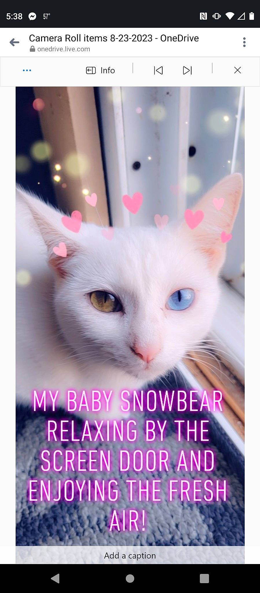 Snowbear joined the competition — help win amazing prizes! art, carnivore, cat, collar, domestic_short_haired_cat, event, eye, felidae, font, fur, magenta, paw, photo_caption, small_to_medium_sized_cats, snout, tail, whiskers, window